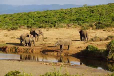 5 days Safari to Lake Manyara, Serengeti & Ngorongoro Crater