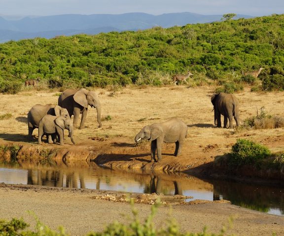 5 days Safari to Lake Manyara, Serengeti & Ngorongoro Crater