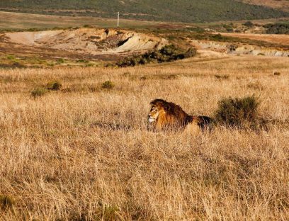 4 Days Safari Tour To Lake Manyara, Ngorongoro & Serengeti