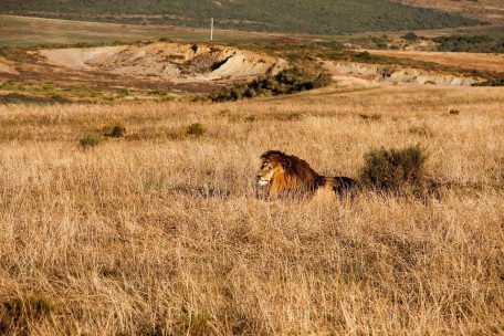 4 Days Safari Tour To Lake Manyara, Ngorongoro & Serengeti