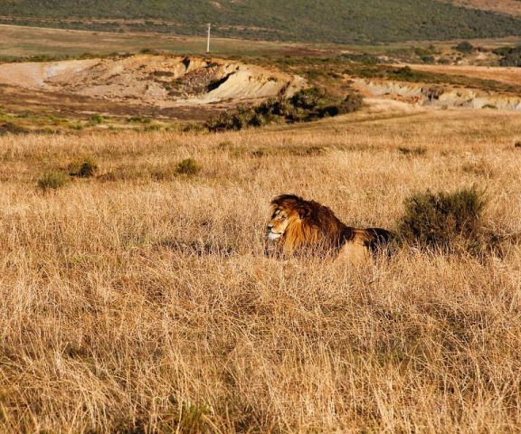 4 Days Safari Tour To Lake Manyara, Ngorongoro & Serengeti