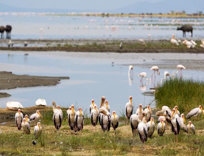 2 days Camping Safari to Lake Manyara & Ngorongoro Crater