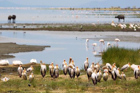 2 days Camping Safari to Lake Manyara & Ngorongoro Crater