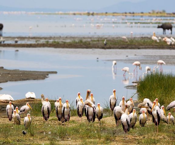 2 days Camping Safari to Lake Manyara & Ngorongoro Crater