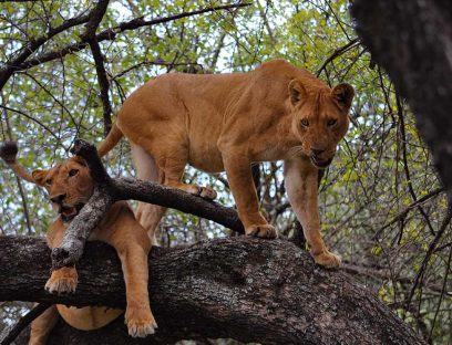 6 Day Safari Ngorongoro, Lake Manyara, Serengeti & Tarangire