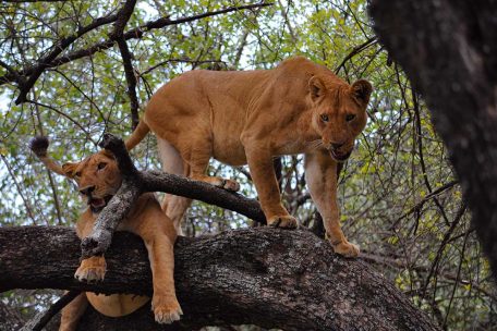 6 Day Safari Ngorongoro, Lake Manyara, Serengeti & Tarangire