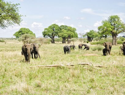 5 Day Safari Tarangire, Serengeti & Ngorongoro