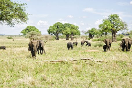 5 Day Safari Tarangire, Serengeti & Ngorongoro