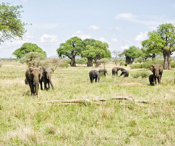 5 Day Safari Tarangire, Serengeti & Ngorongoro